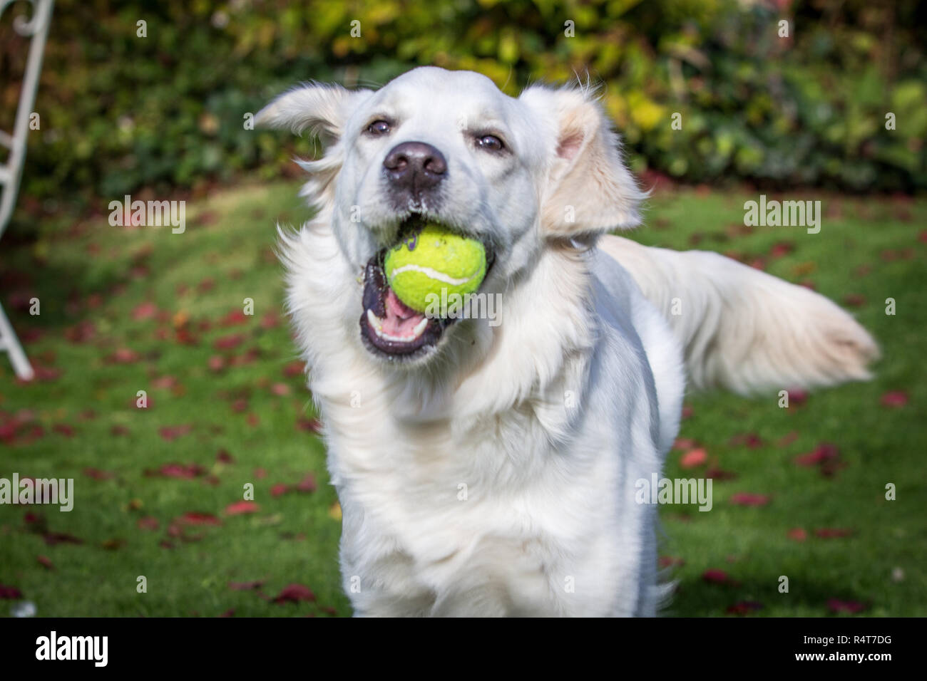 Golden Retriever Puppy Stock Photo