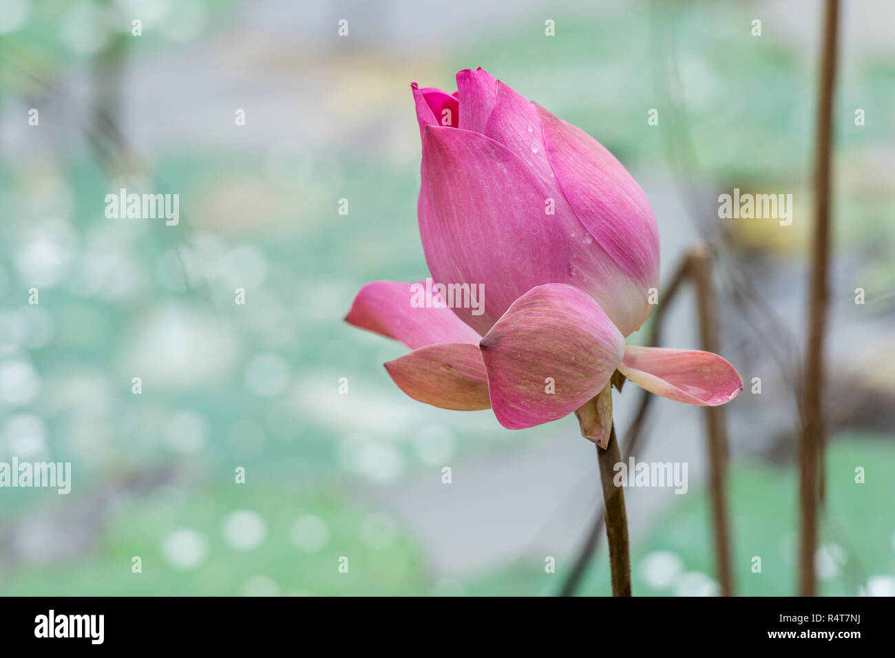 pink lotus flower bloom Stock Photo Alamy