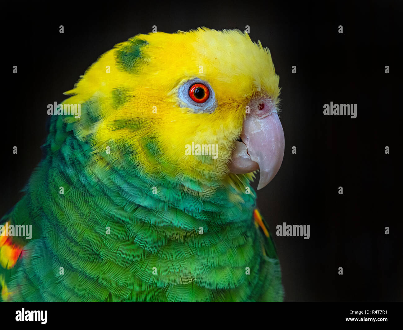 Yellow-headed Amazon Parrot  Amazona oratrix CAPTIVE Stock Photo