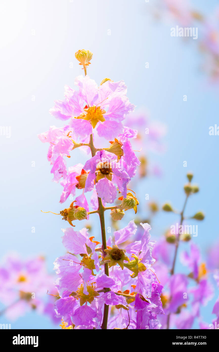 The background image of the colorful flowers Stock Photo - Alamy