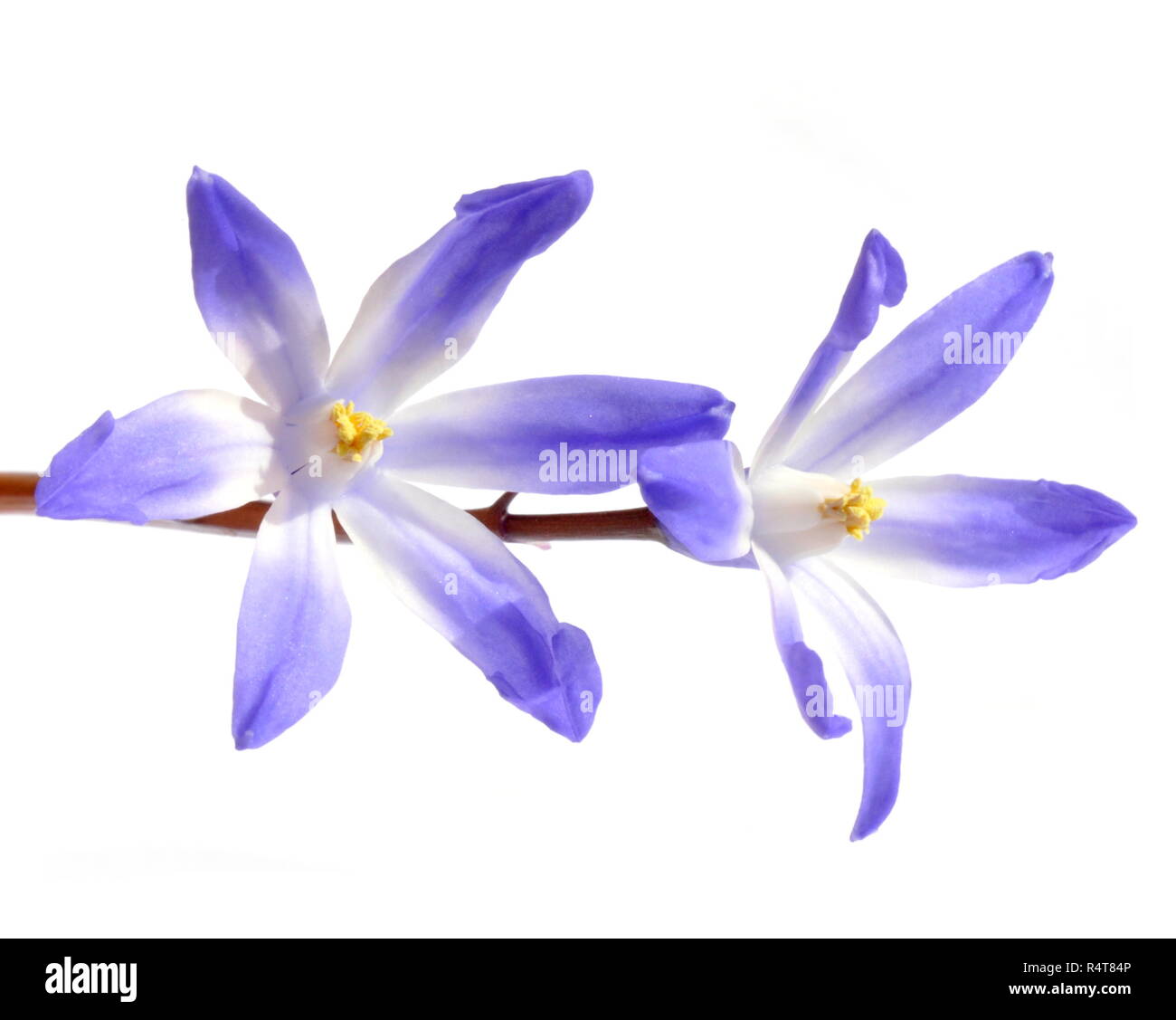 Blue Scilla flower on white background Stock Photo