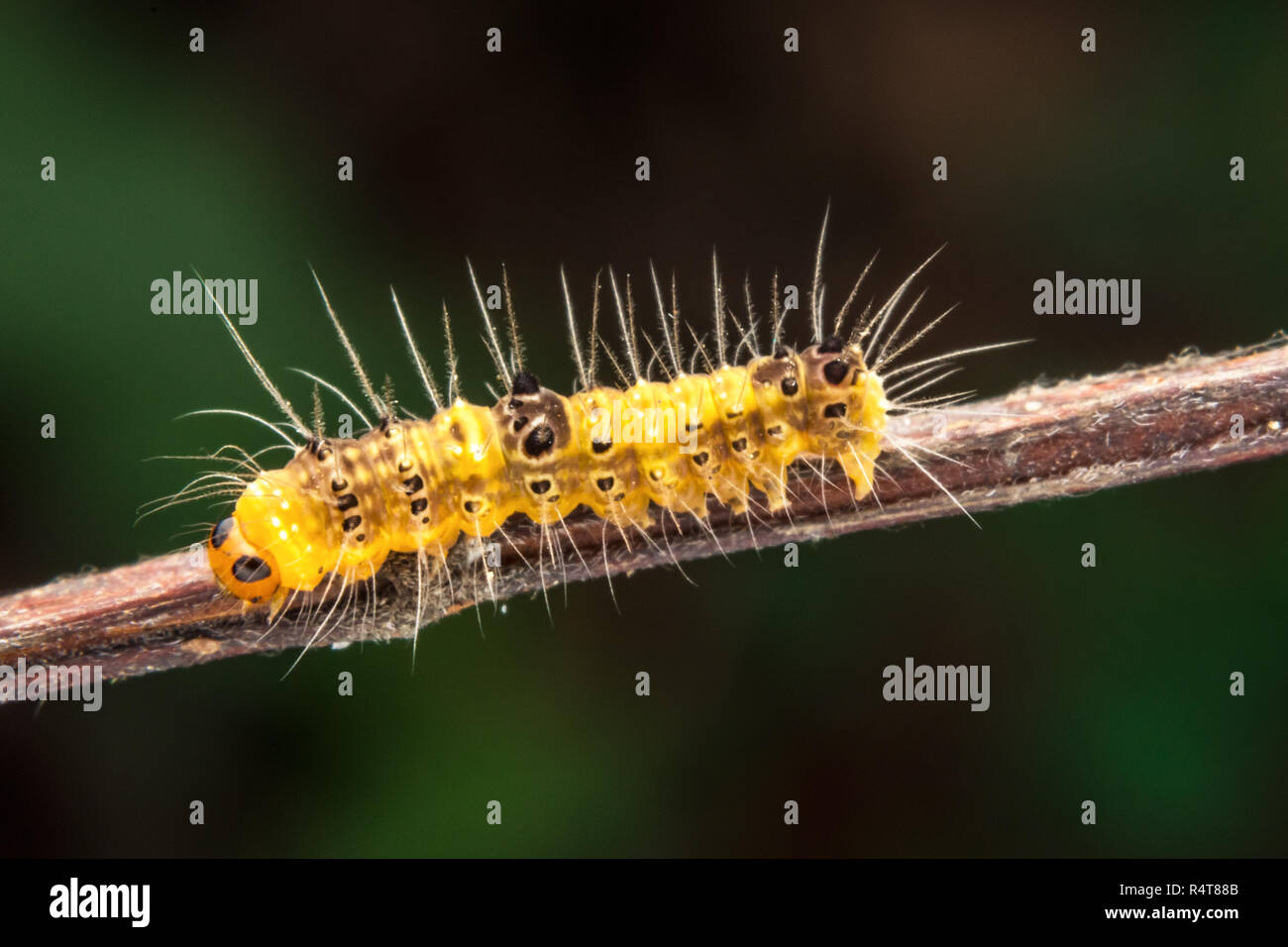 marco photography-yellow caterpillar Stock Photo