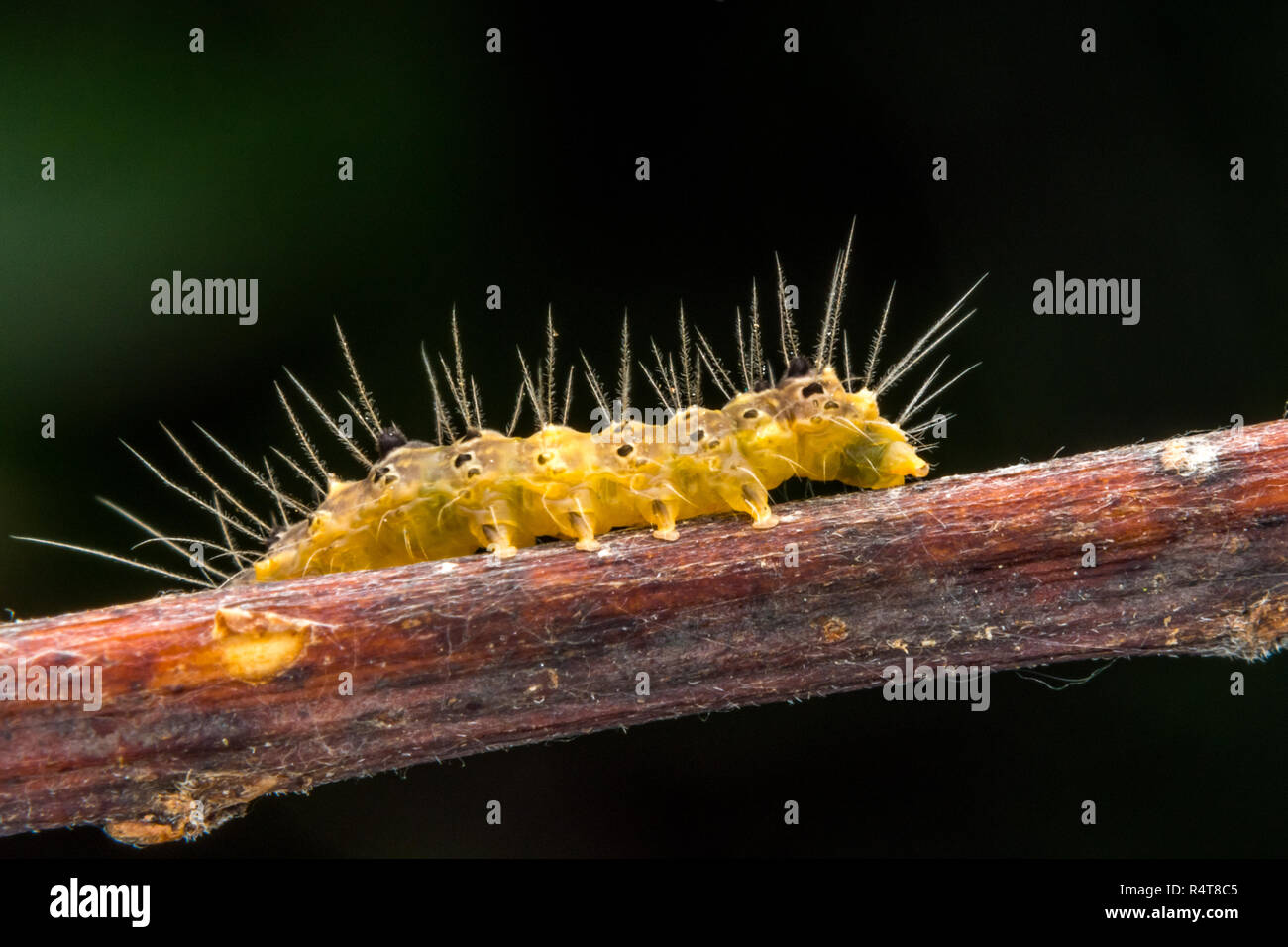 marco photography-yellow caterpillar Stock Photo