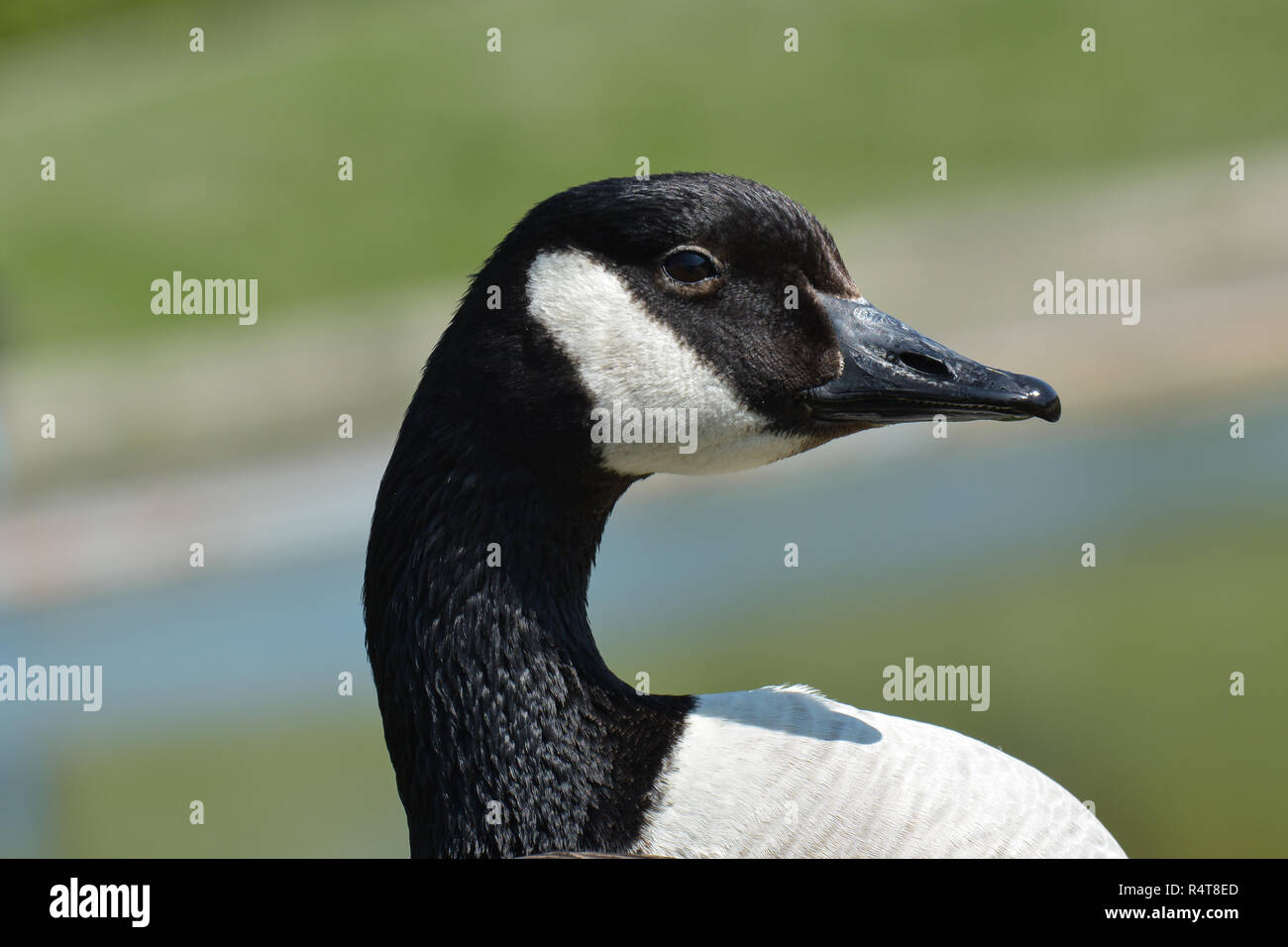 canada goose at the lake Stock Photo - Alamy