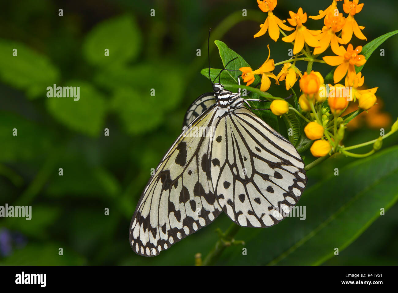 white tree nymph Stock Photo Alamy