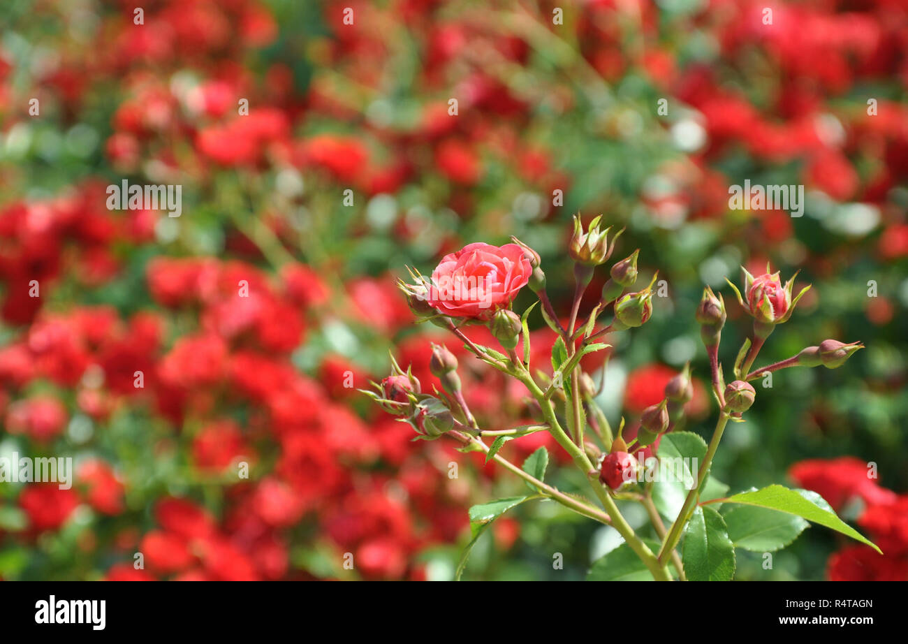 A branch of little red polyantha roses with rosebuds on the floral ...