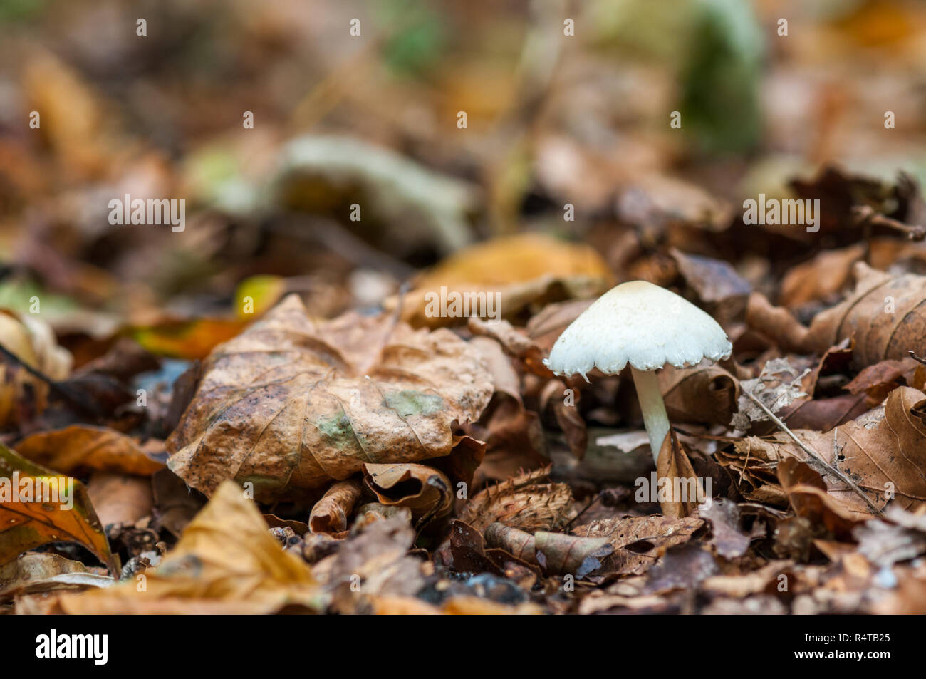 A small white mushroom (inocybe geophylla) is growing between brown fallen leaves in a forest during autumn. Stock Photo