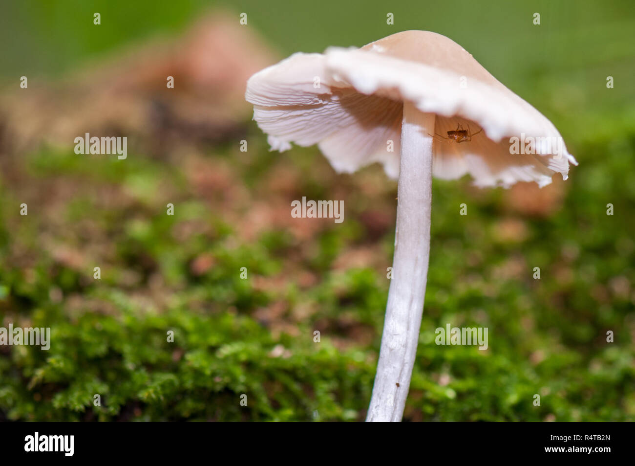 A small white mushroom (inocybe geophylla) is providing shelter for a spider during autumn in the forest. Stock Photo