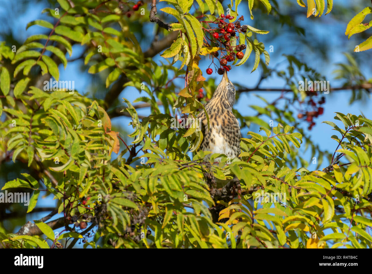 Fieldfare (Turdus pilaris) sitting in a mountain-ash (Sorbus aucuparia) stretching for a berry, picture from Northern Sweden. Stock Photo