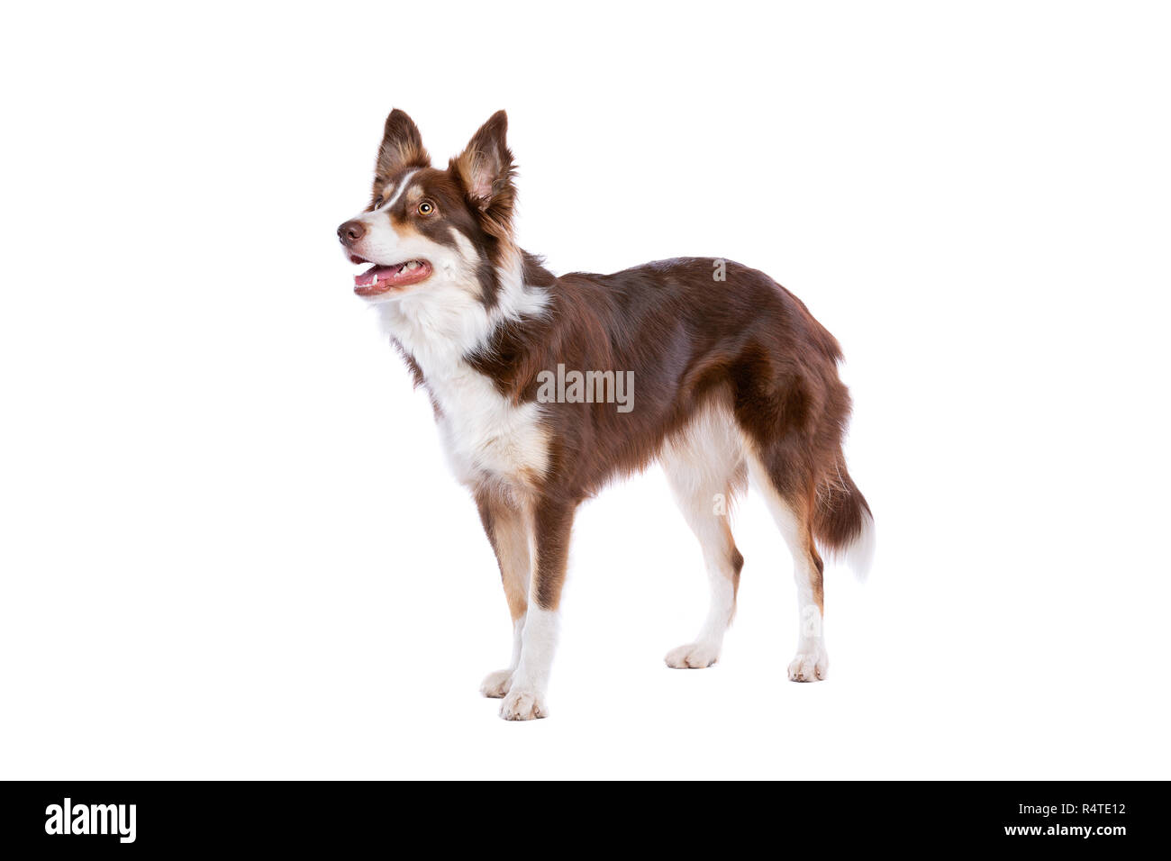 border collie dog in front of a white background Stock Photo Alamy