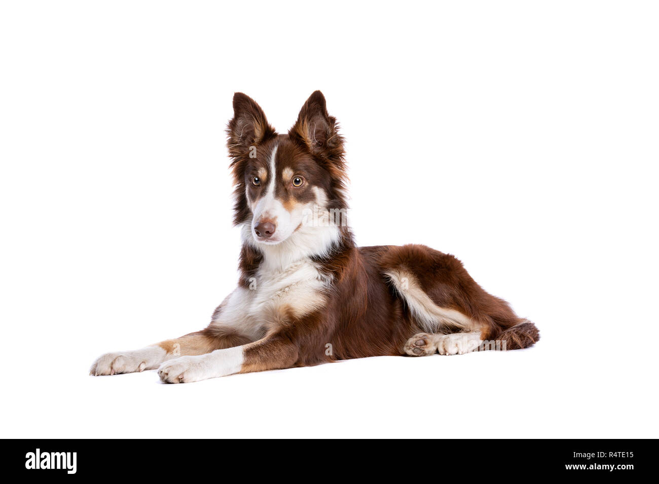 border collie dog in front of a white background Stock Photo Alamy