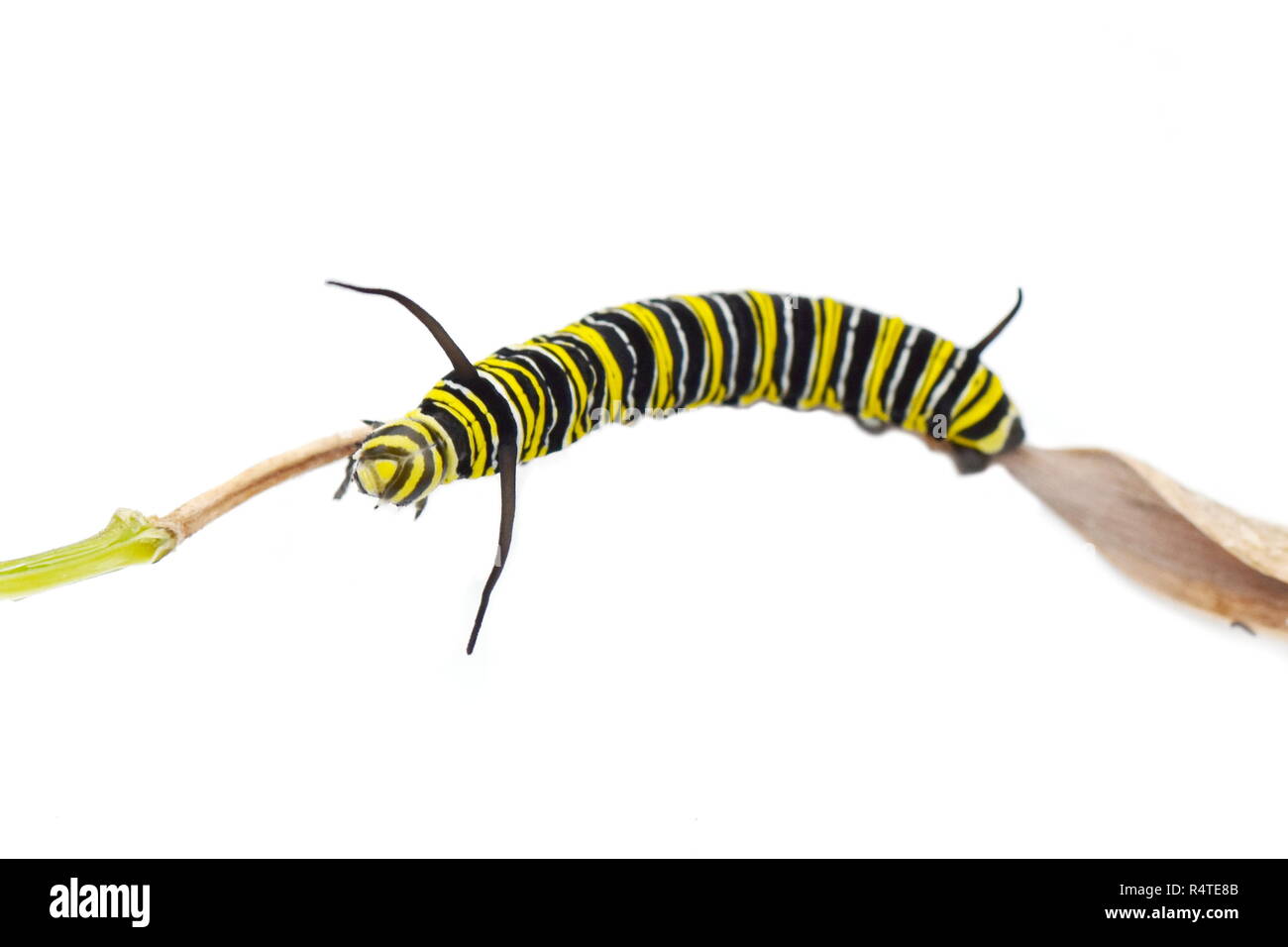 Monarch butterfly caterpillar on white background Stock Photo