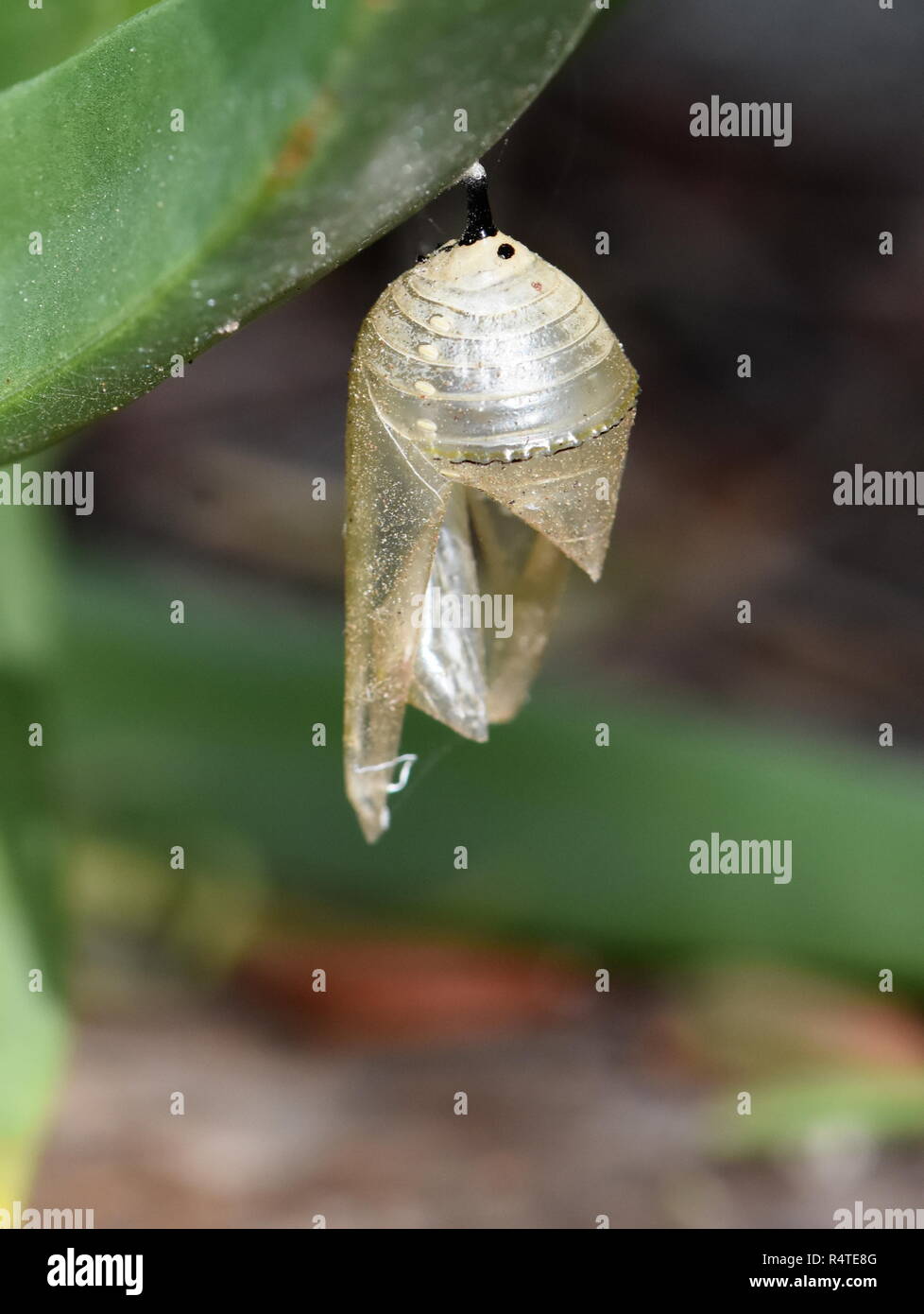 Monarch butterfly chrysalis hatch hires stock photography and images