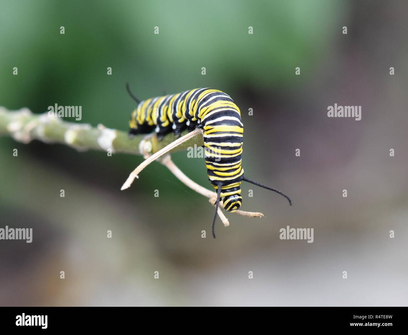 Monarch butterfly caterpillar on a twig Stock Photo - Alamy