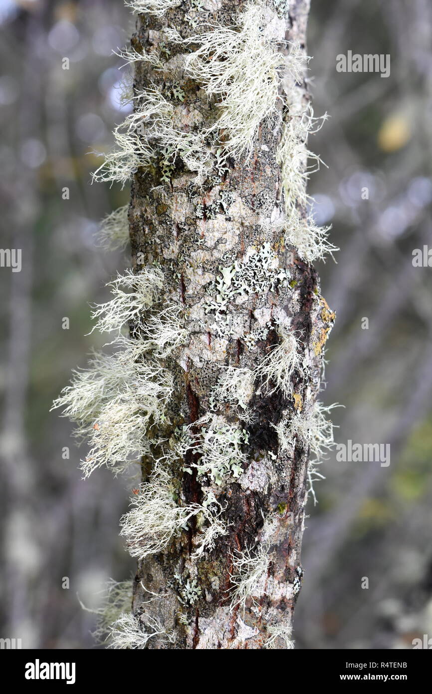 Old man's beard lichen Usnea sp. growing on a trunk Stock Photo