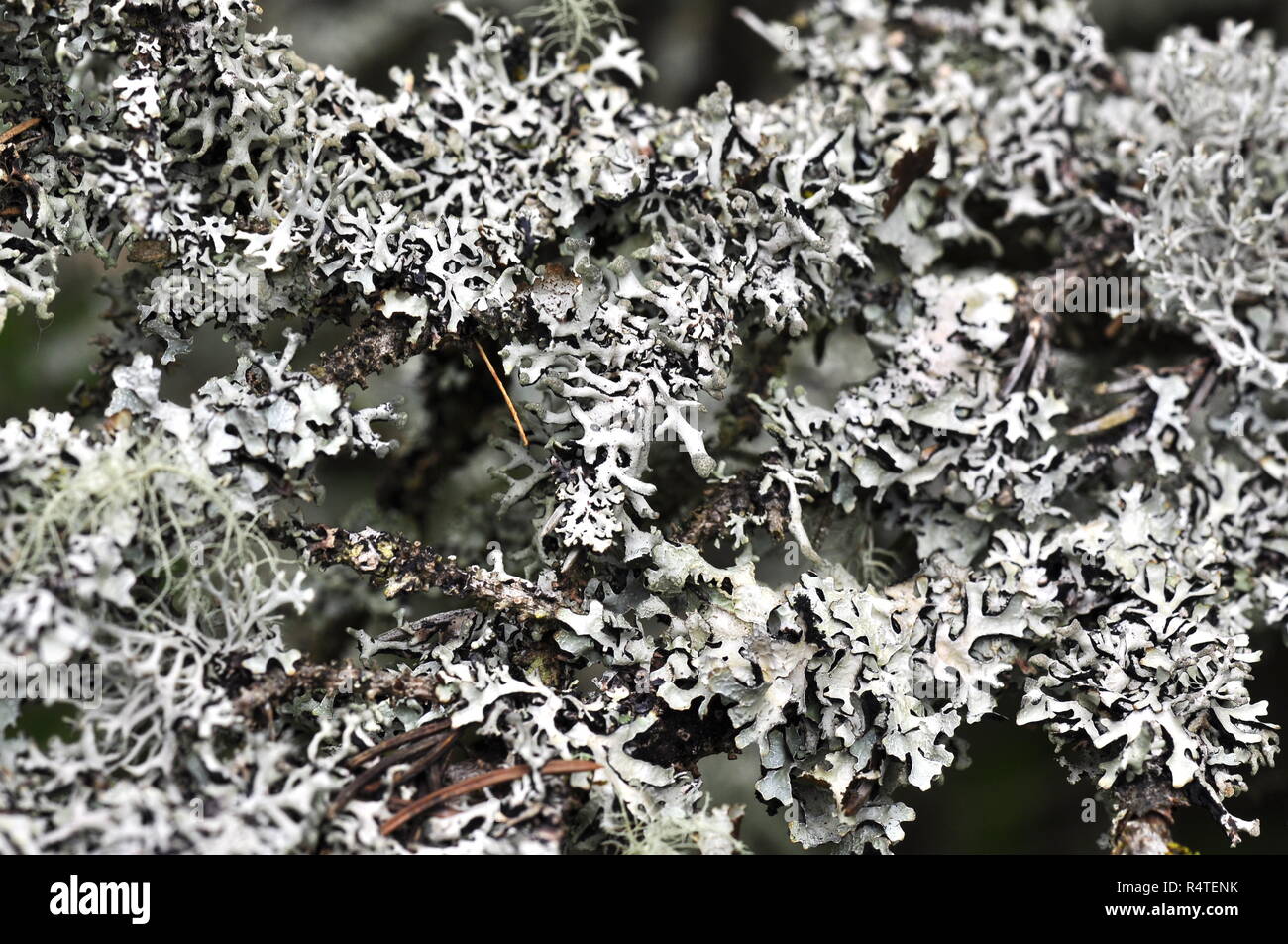 Closeup on Tube lichen Hypogymnia physodes Stock Photo