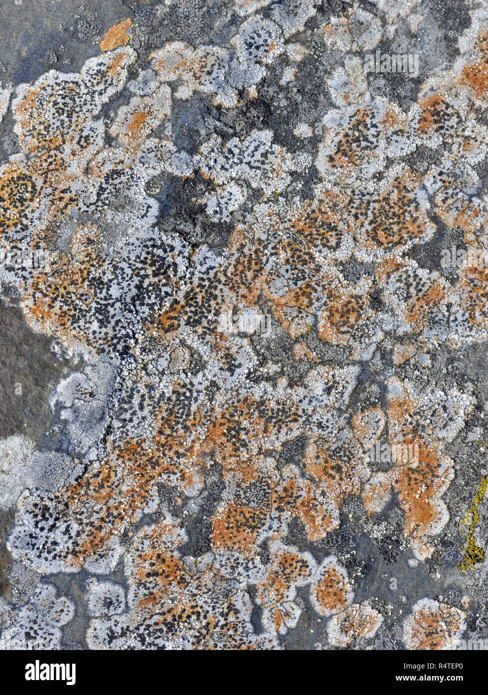 Porpidia lichen on a stone Stock Photo