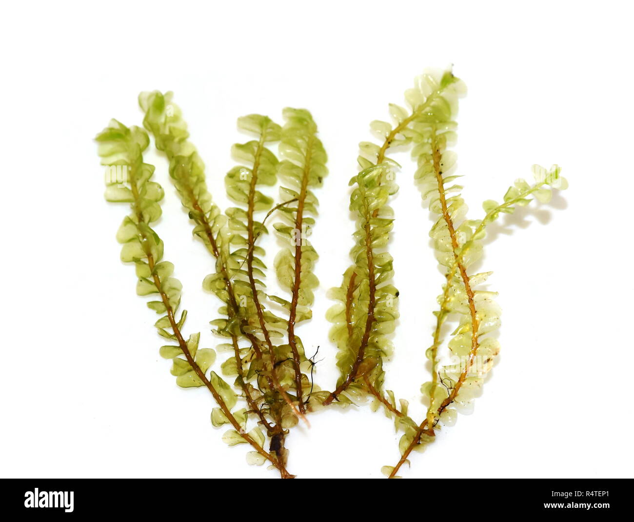 Closeup on the Greater Featherwort moss Plagiochila asplenioides on white background Stock Photo