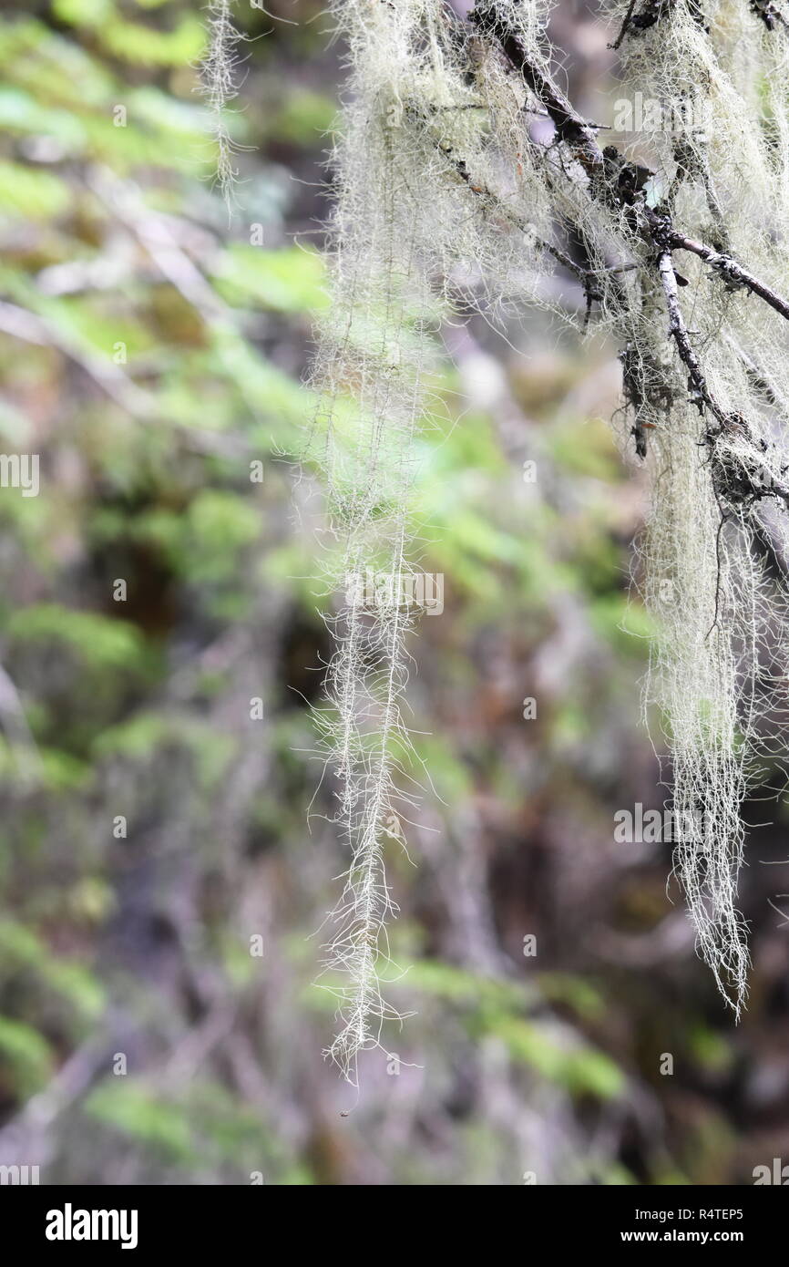 The long lichen Old Man's Beard Dolichousnea longissima on an old spruce tree Stock Photo