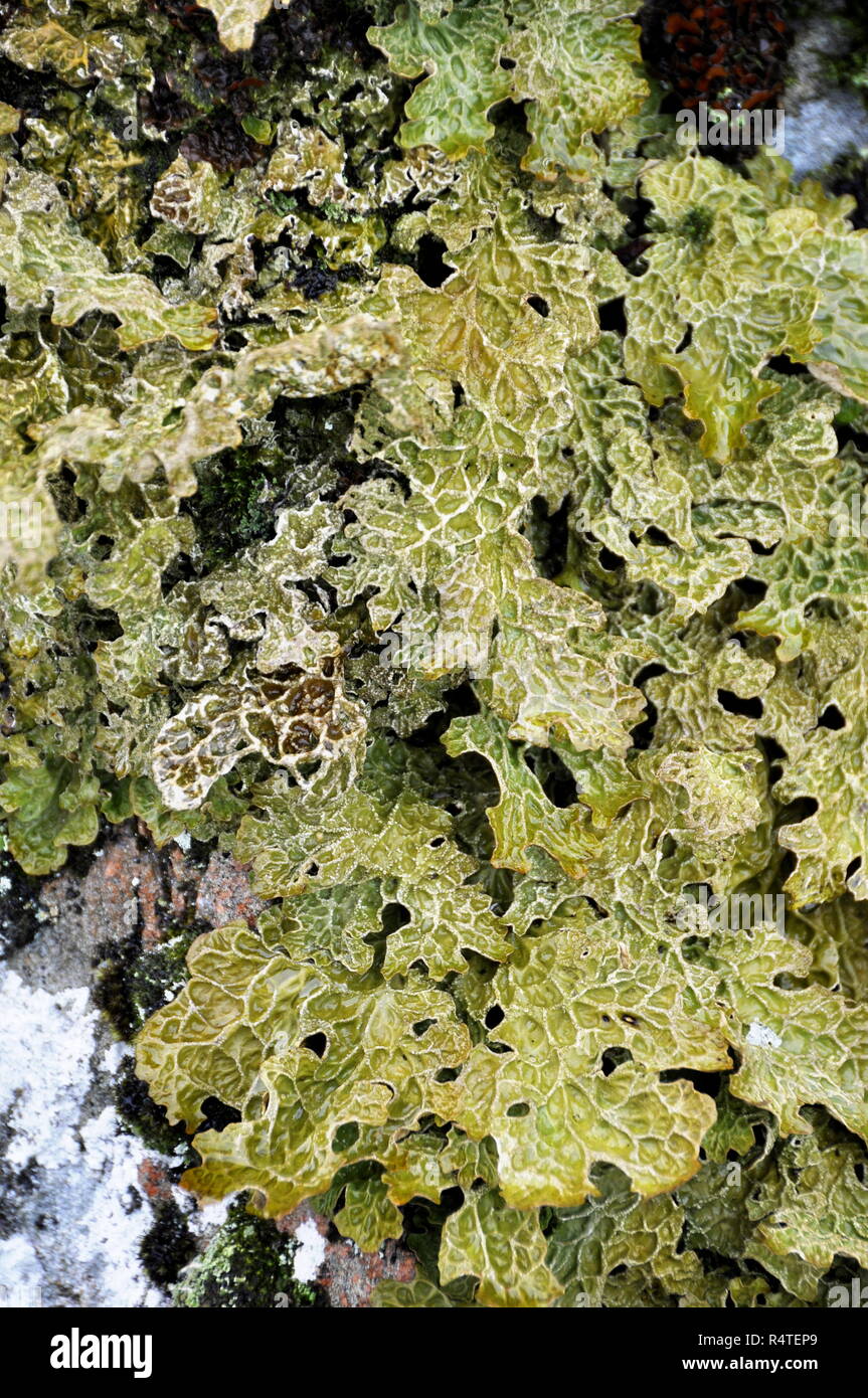 Closeup on Lungwort lichen Lobaria pulmonaria Stock Photo