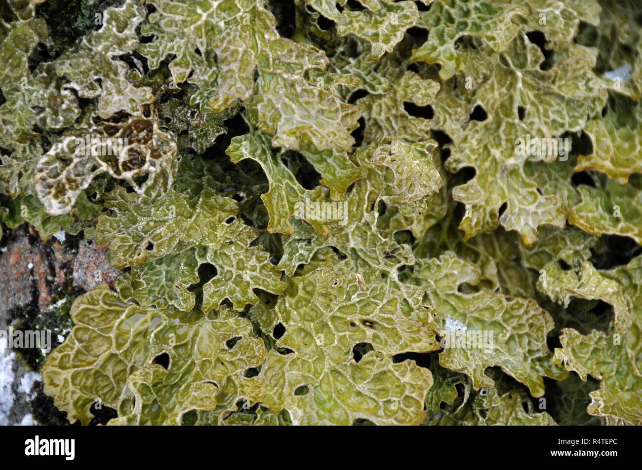 Closeup on Lungwort lichen Lobaria pulmonaria Stock Photo
