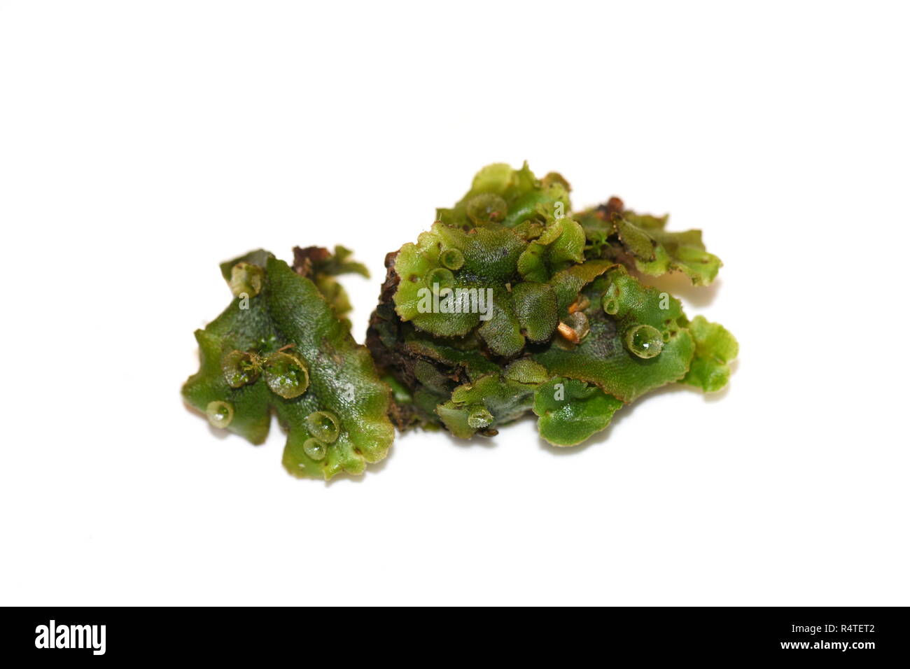 The umbrella liverwort Marchantia polymorpha isolated on white background Stock Photo