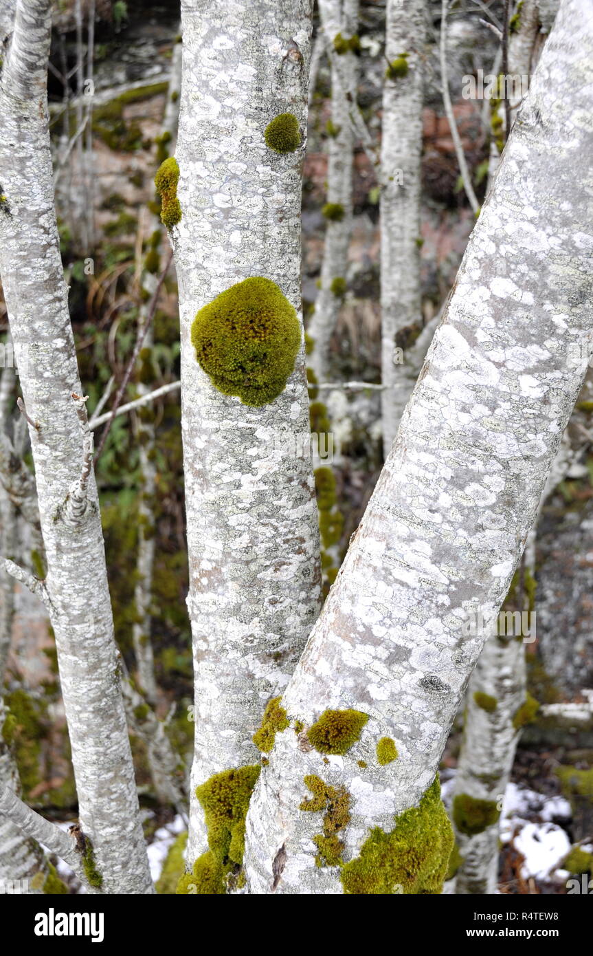 Tree trunks with different moss and lichen Stock Photo