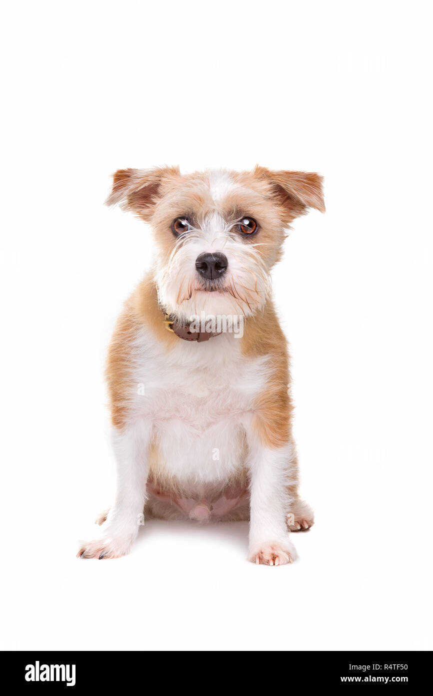 Small deals dog sitting