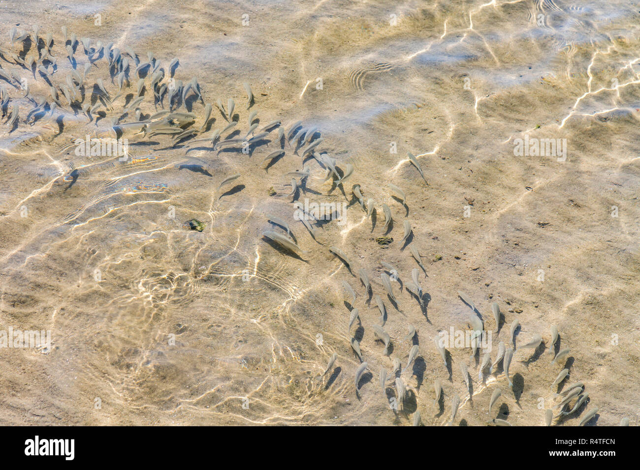 shoal of fish in shallow water. Flock of fish fry in shallow water. Nature background. The shadows of minnows swimming in shallow water with waves. So Stock Photo