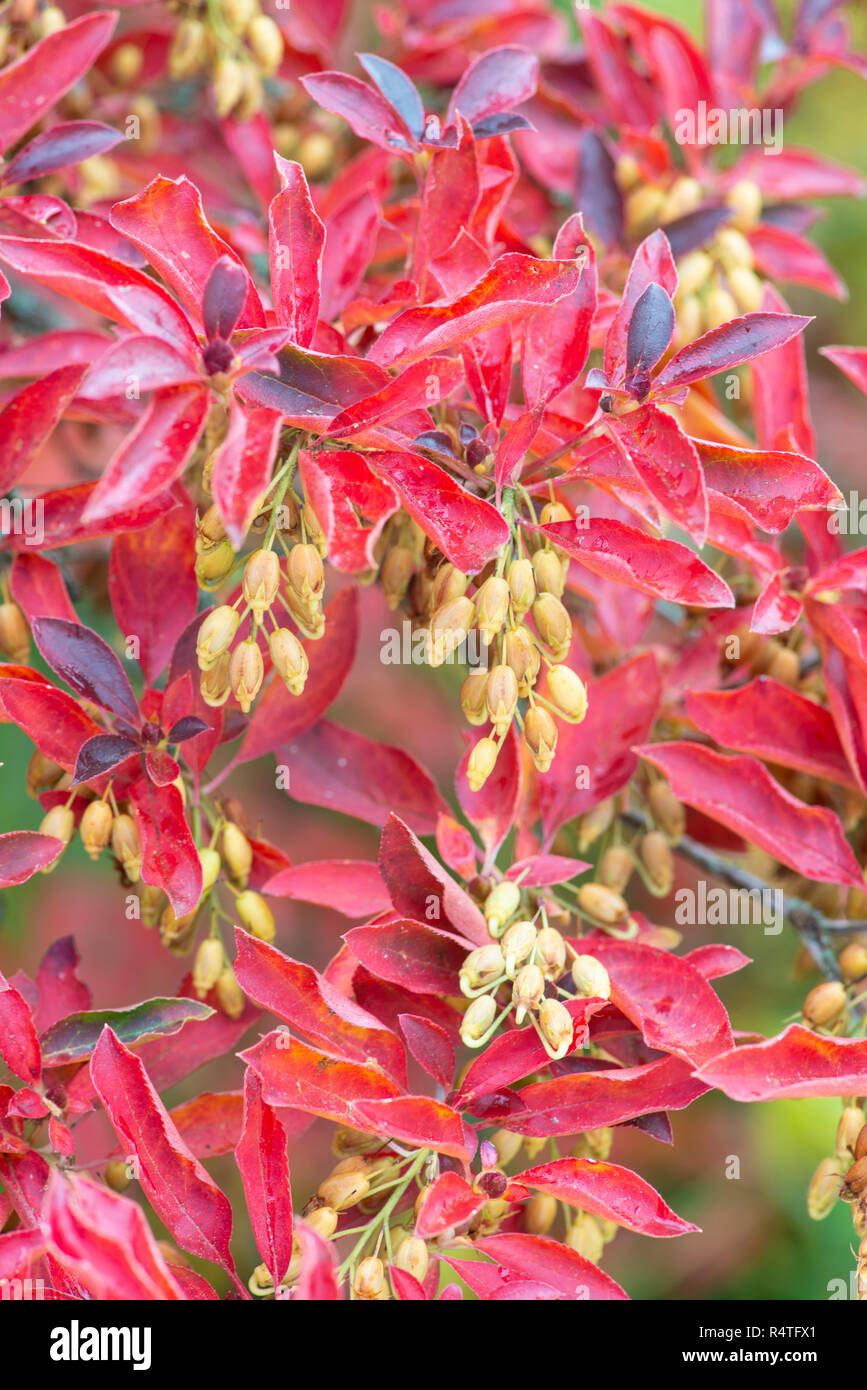 Enkianthus campanulatus. Seeds in autumn. Stock Photo