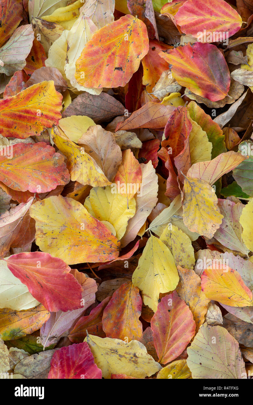 Parrotia persica, Fallen leaves in autumn. Stock Photo