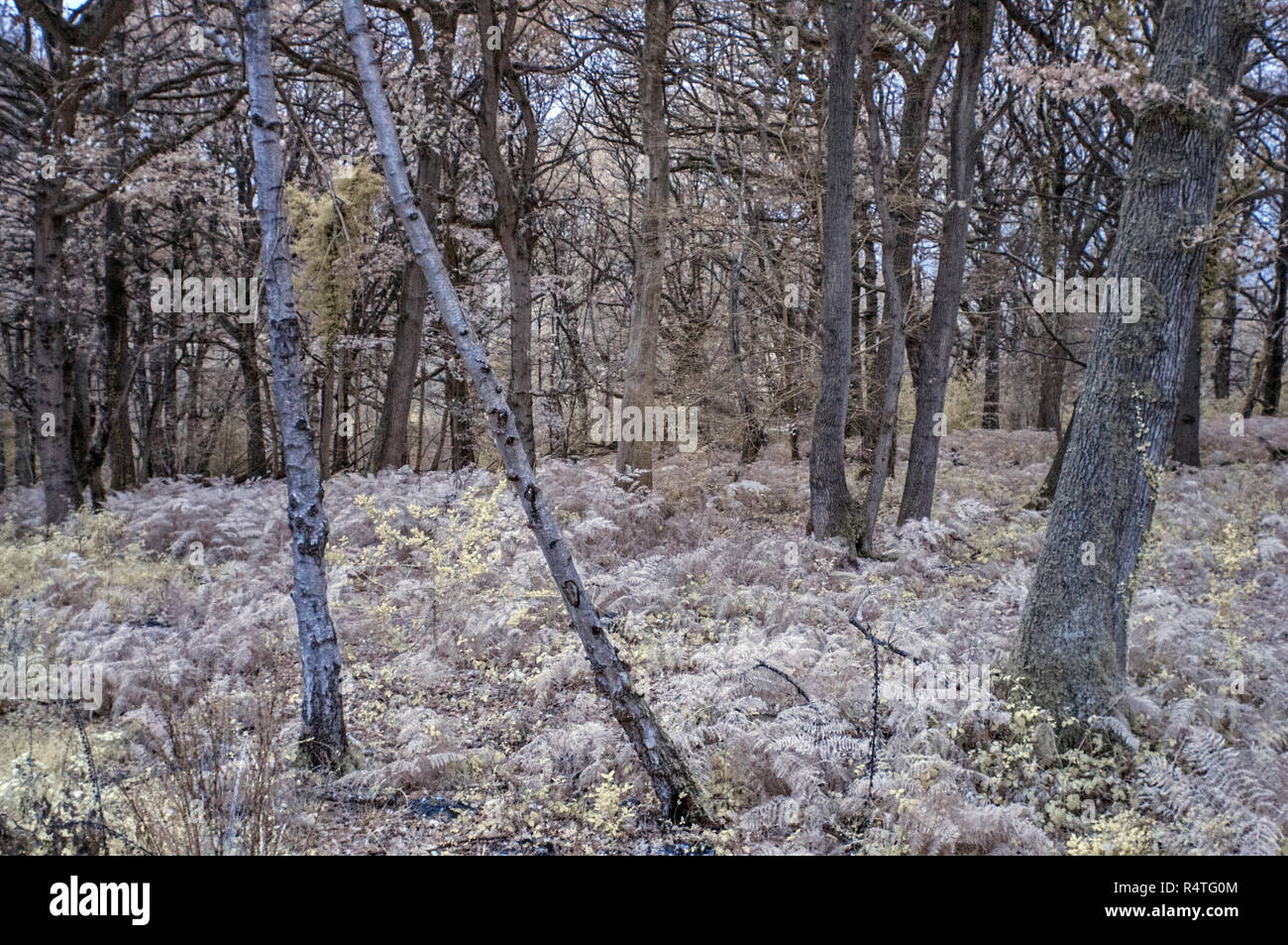 Mixed Woodland, Surrey, UK. Infrared. Stock Photo