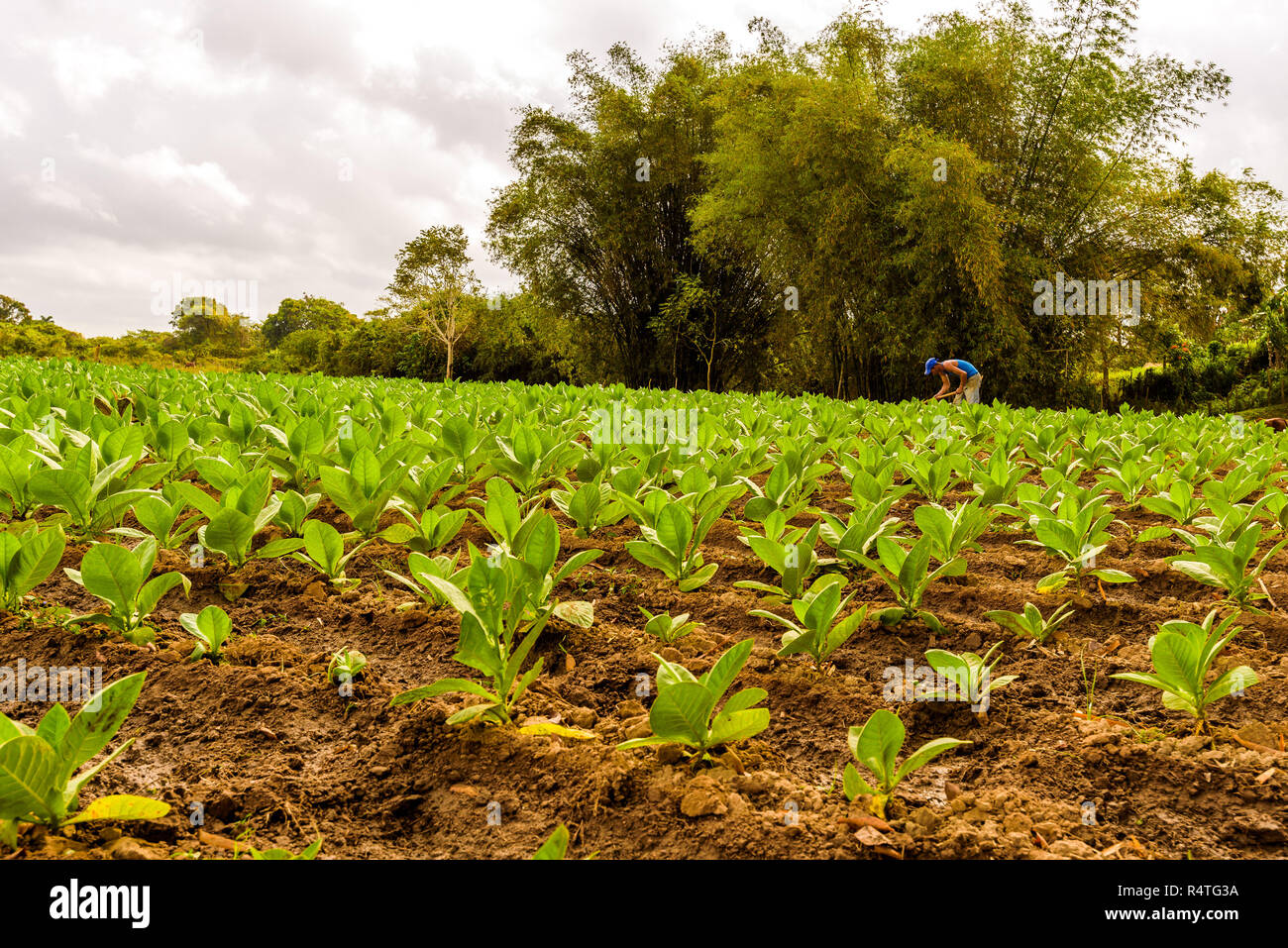 Cuban tobacco farm. Tobacco field. Green tobacco leaves. Tobacco plantation in San Juan Y Martinez, near Pinar del Rio, Vinales Valley, Cuba Stock Photo