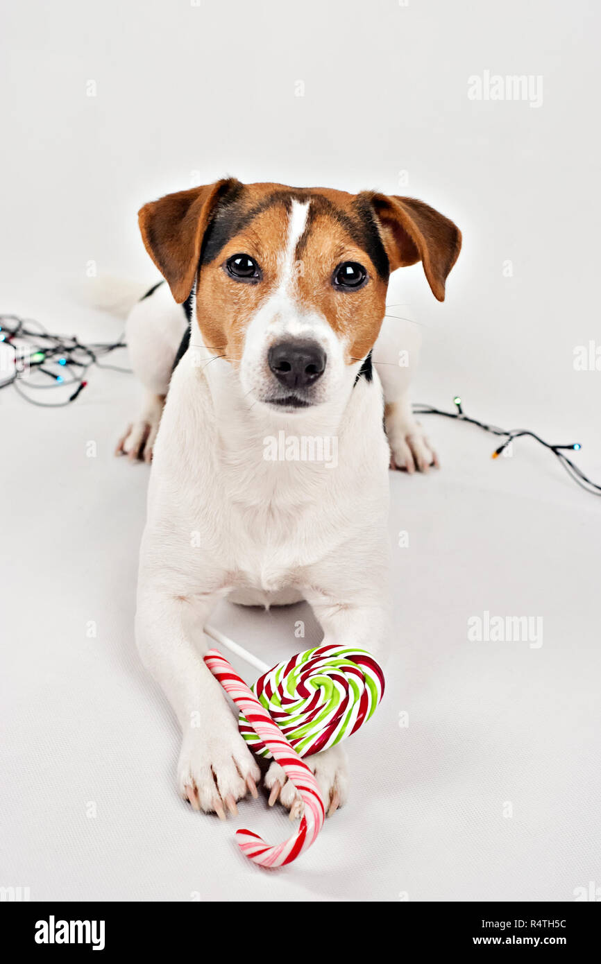 Close up portrait of cute jack russell dog puppy with colorful