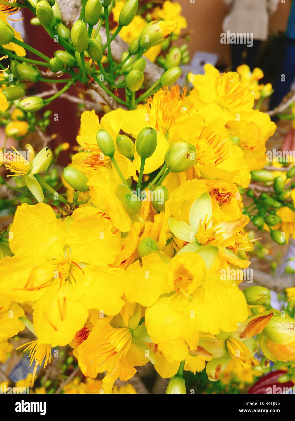 Yellow Apricot flower for Tet holiday in Vietnam Stock Photo Alamy