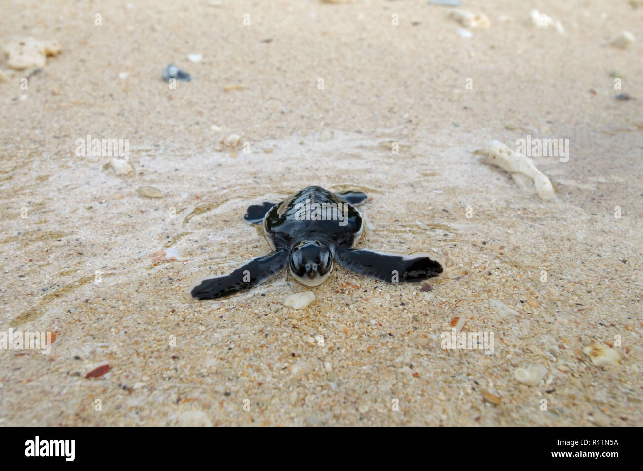 Baby Pacific green turtle or green sea turtle (Chelonia mydas) enters water, Redang island, Malaysia Stock Photo