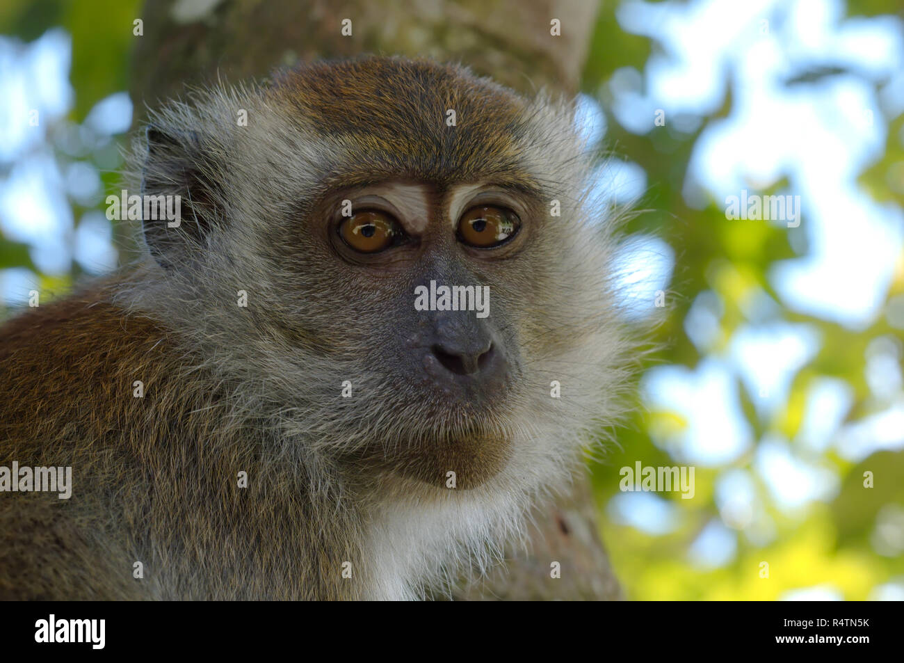 Crab-eating macaque or long-tailed macaque (Macaca fascicularis ...