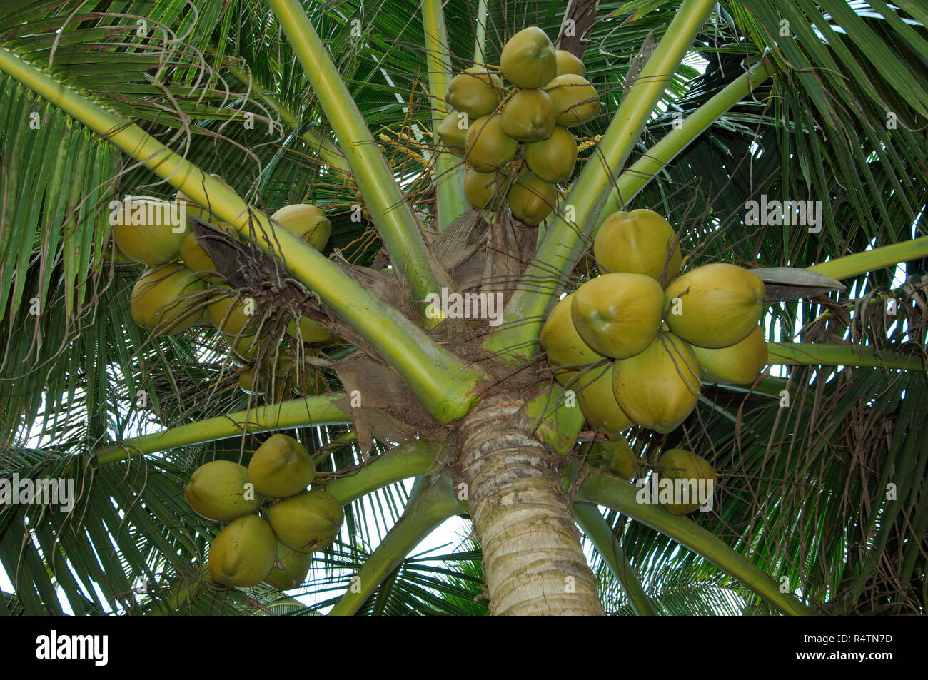 Ripe coconuts on palm tree, Sri Lanka Stock Photo