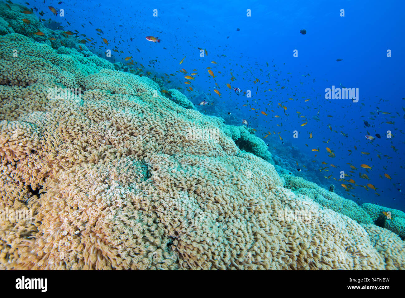 School of fish, Sea Goldie (Pseudanthias squamipinnis) over flowerpot coral (Goniopora columna), coral reef, Red sea Stock Photo