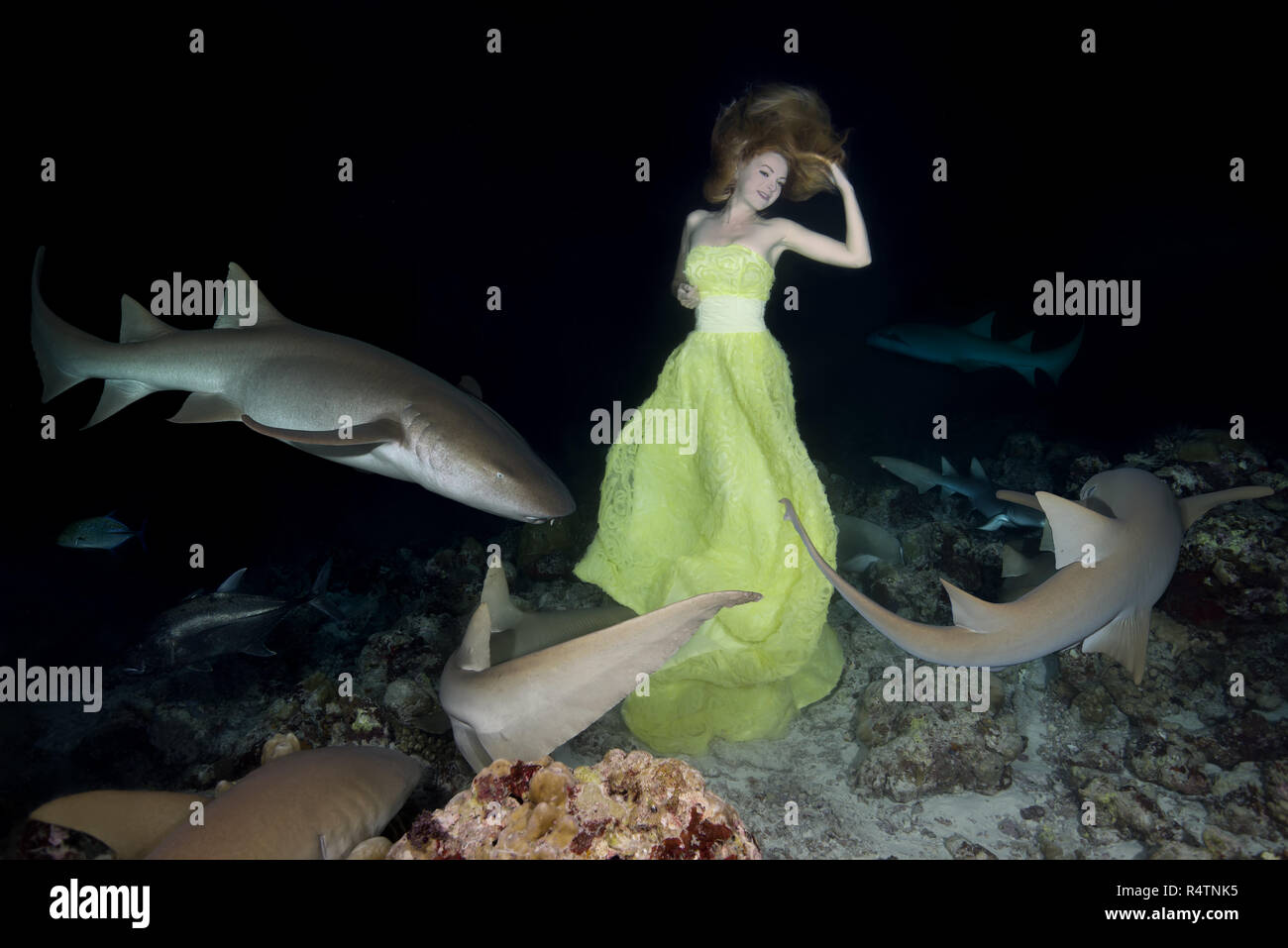 Beautiful woman in yellow dress posing underwater with Tawny nurse sharks  (Nebrius ferrugineus), night shooting, Indian Ocean Stock Photo - Alamy