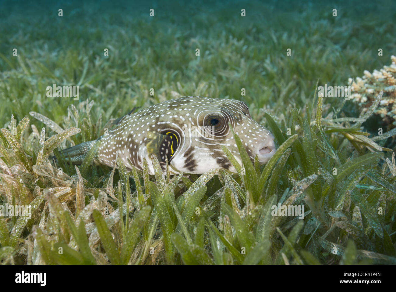 White-spotted puffer (Arothron hispidus) lies on the sea grass, Red Sea, Dahab, Egypt Stock Photo