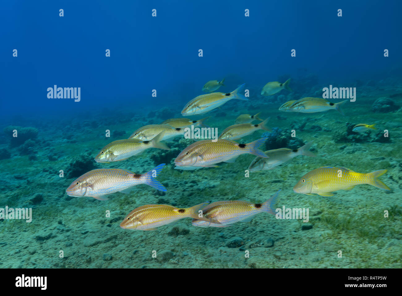 Mixed school of Goatfish, Twospot Goatfish (Parupeneus rubescens), Goldspotted Goatfish (Parupeneus cyclostomus) and Red Sea Stock Photo