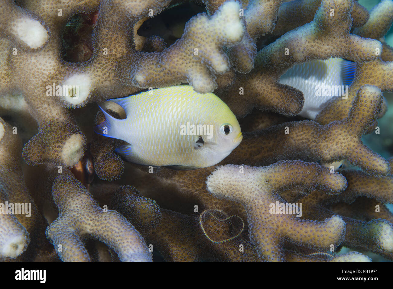 Baby Grey Humbug (Dascyllus marginatus) hiding in the coral, Red Sea, Dahab, Egypt Stock Photo