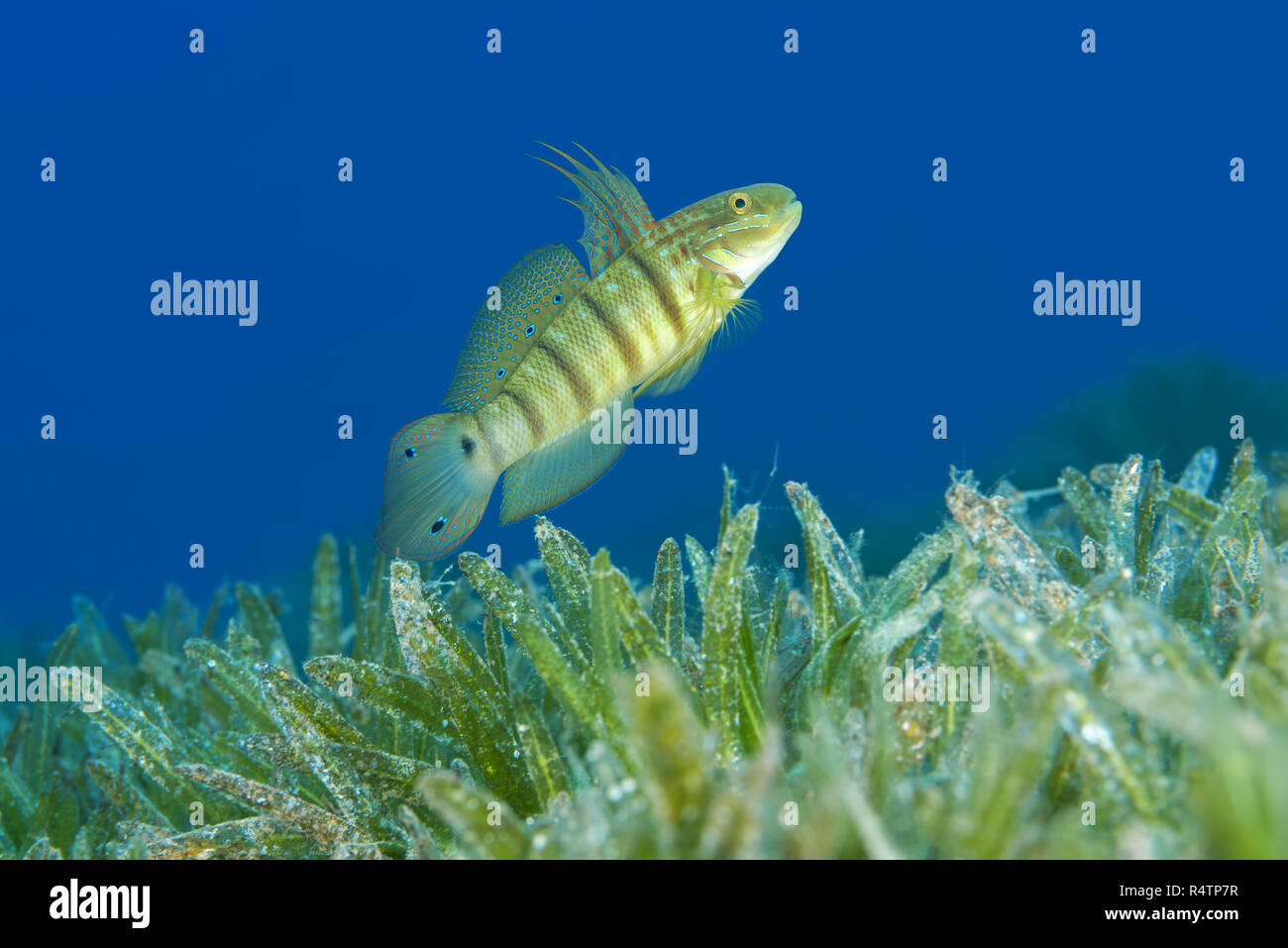 Buttefly goby (Amblygobius albimaculatus) protects nest built in the seagrass, Red sea, Dahab, Egypt, Red Sea, Dahab, Egypt Stock Photo
