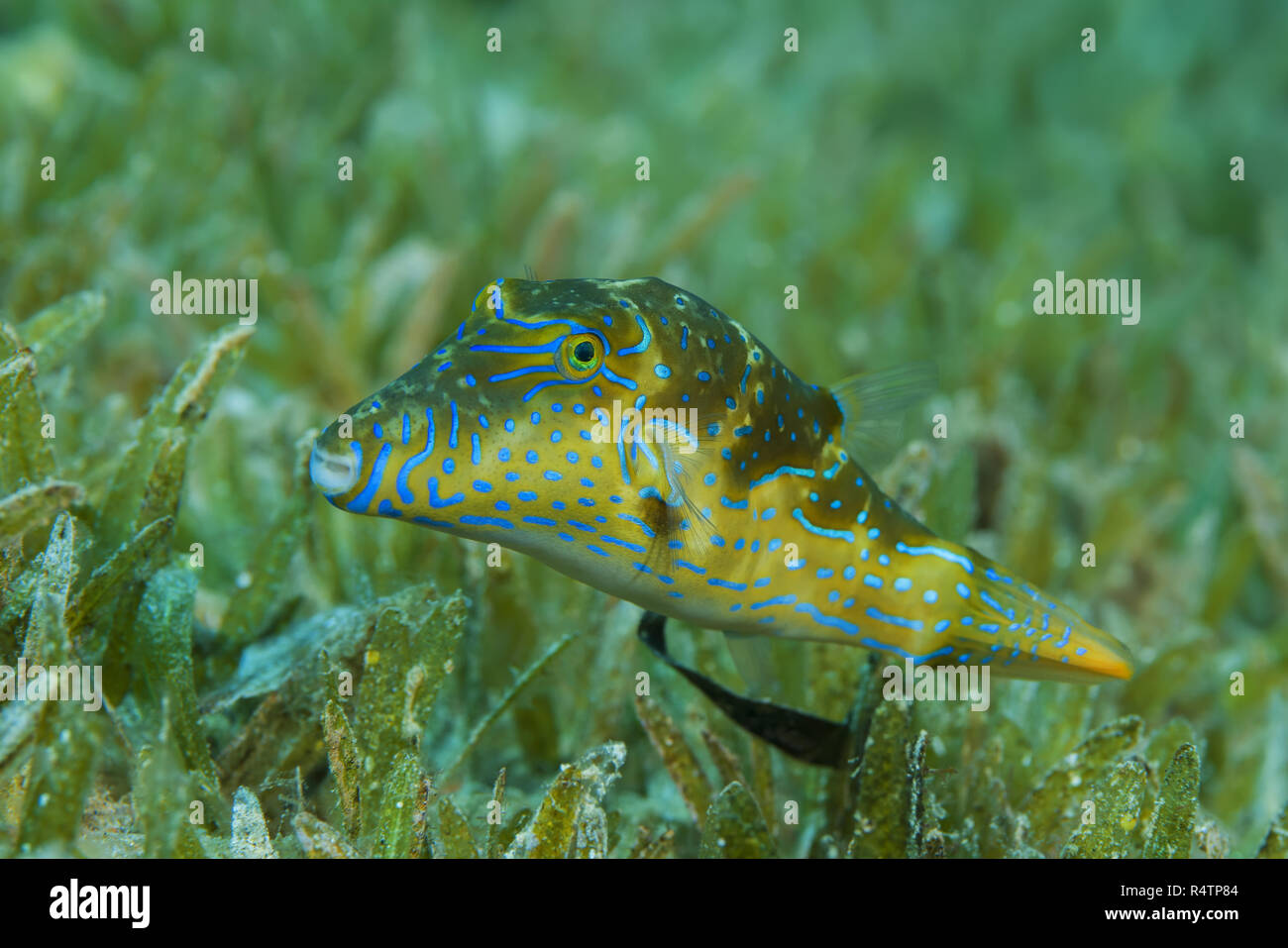 Crowned Puffer (Canthigaster coronata) swim over sea grass, Red Sea, Dahab, Egypt Stock Photo