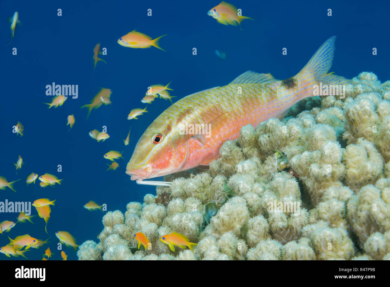 Two spot Goatfish (Parupeneus rubescens) lies on the coral, Red Sea, Dahab, Egypt Stock Photo