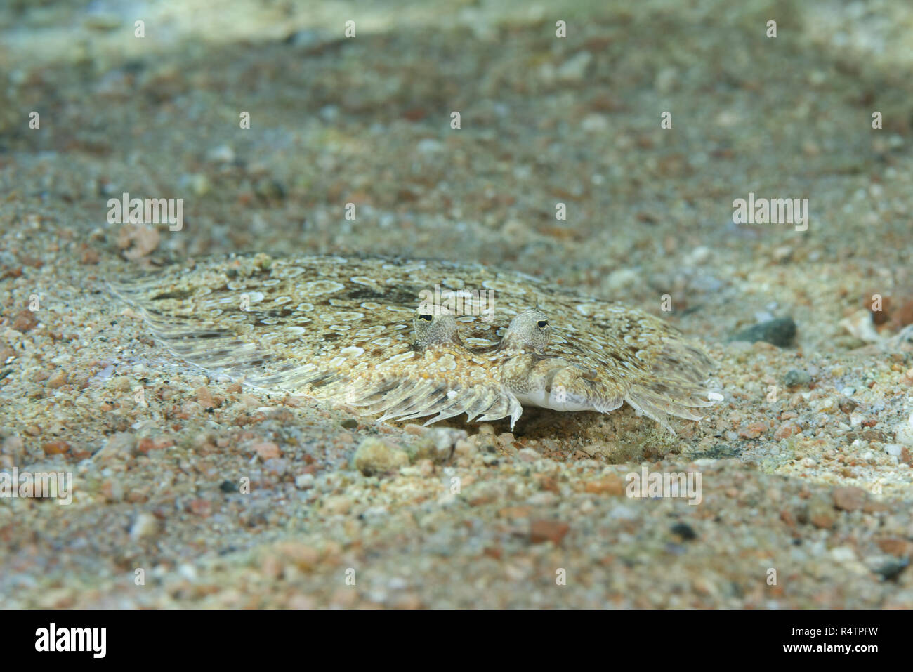 Leopard Flounder (Bothus pantherinus) on sandy bottom, Red Sea, Dahab, Egypt Stock Photo
