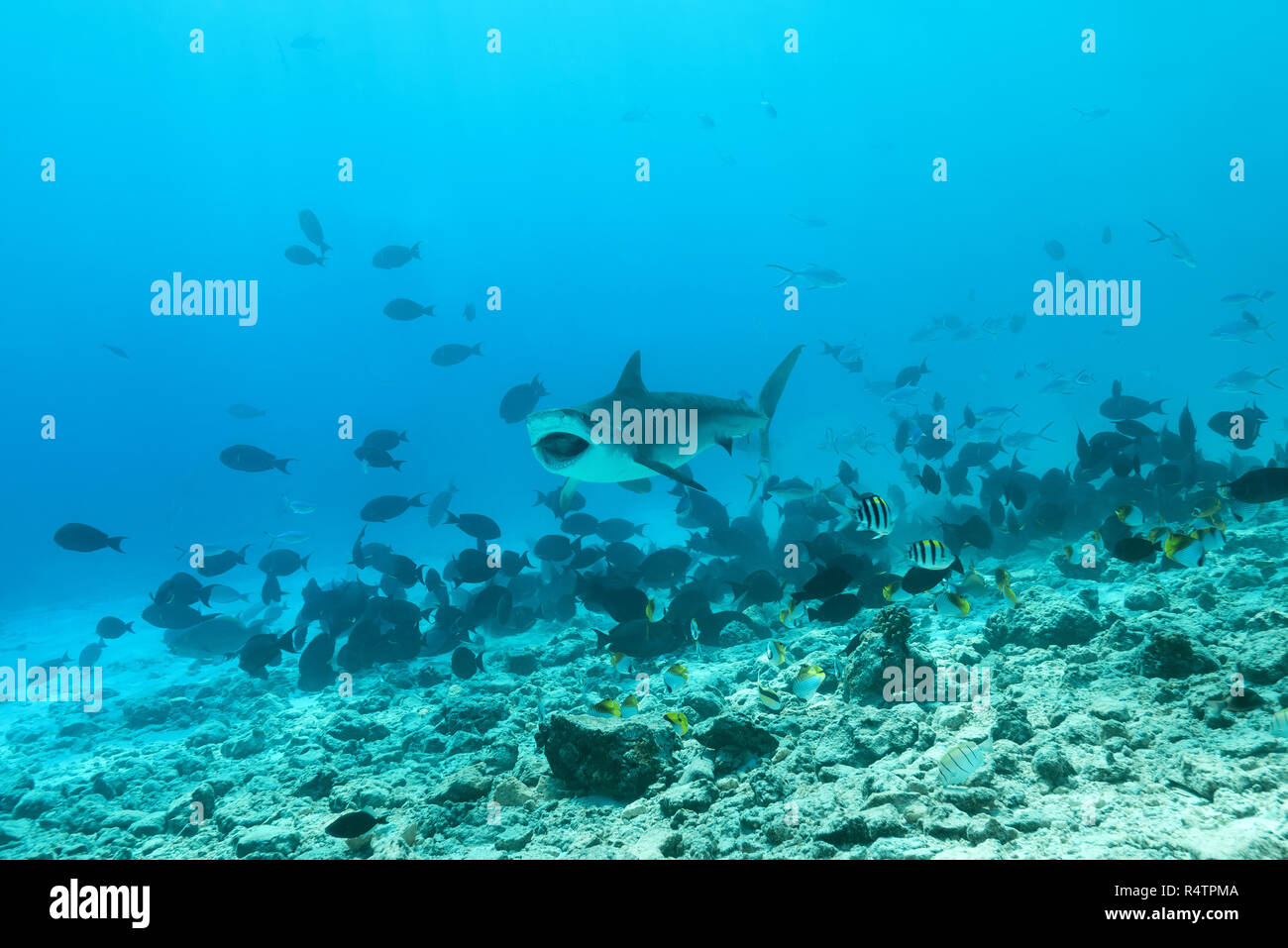 Tiger Shark (Galeocerdo cuvier) eating tuna, Fuvahmulah Island, Indian Ocean, Maldives Stock Photo