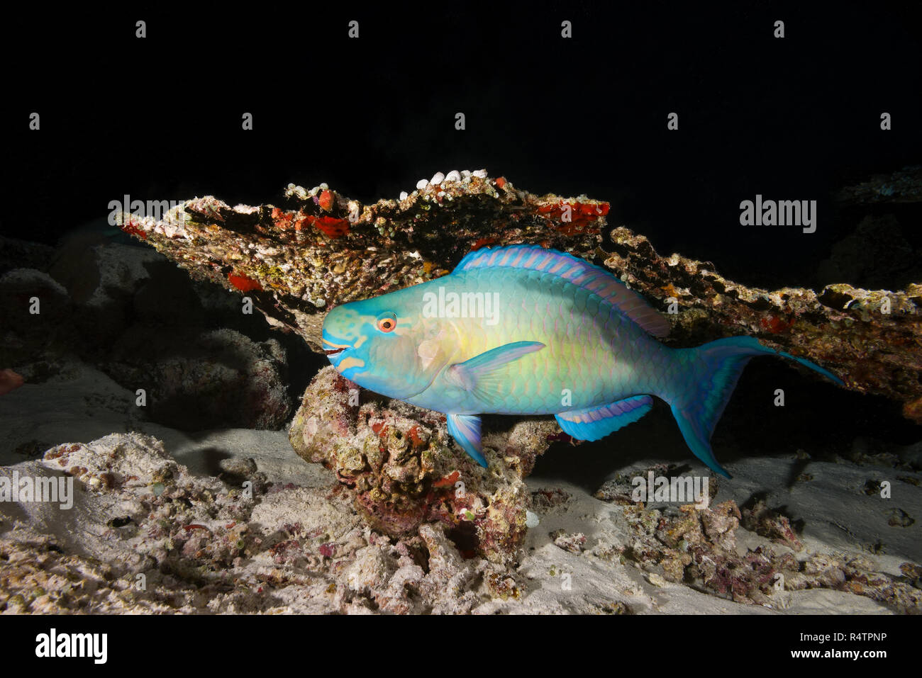 Bullethead Parrotfish (Chlorurus sordidus), hiding under table coral (Acroporidae), Indian Ocean, Maldives Stock Photo