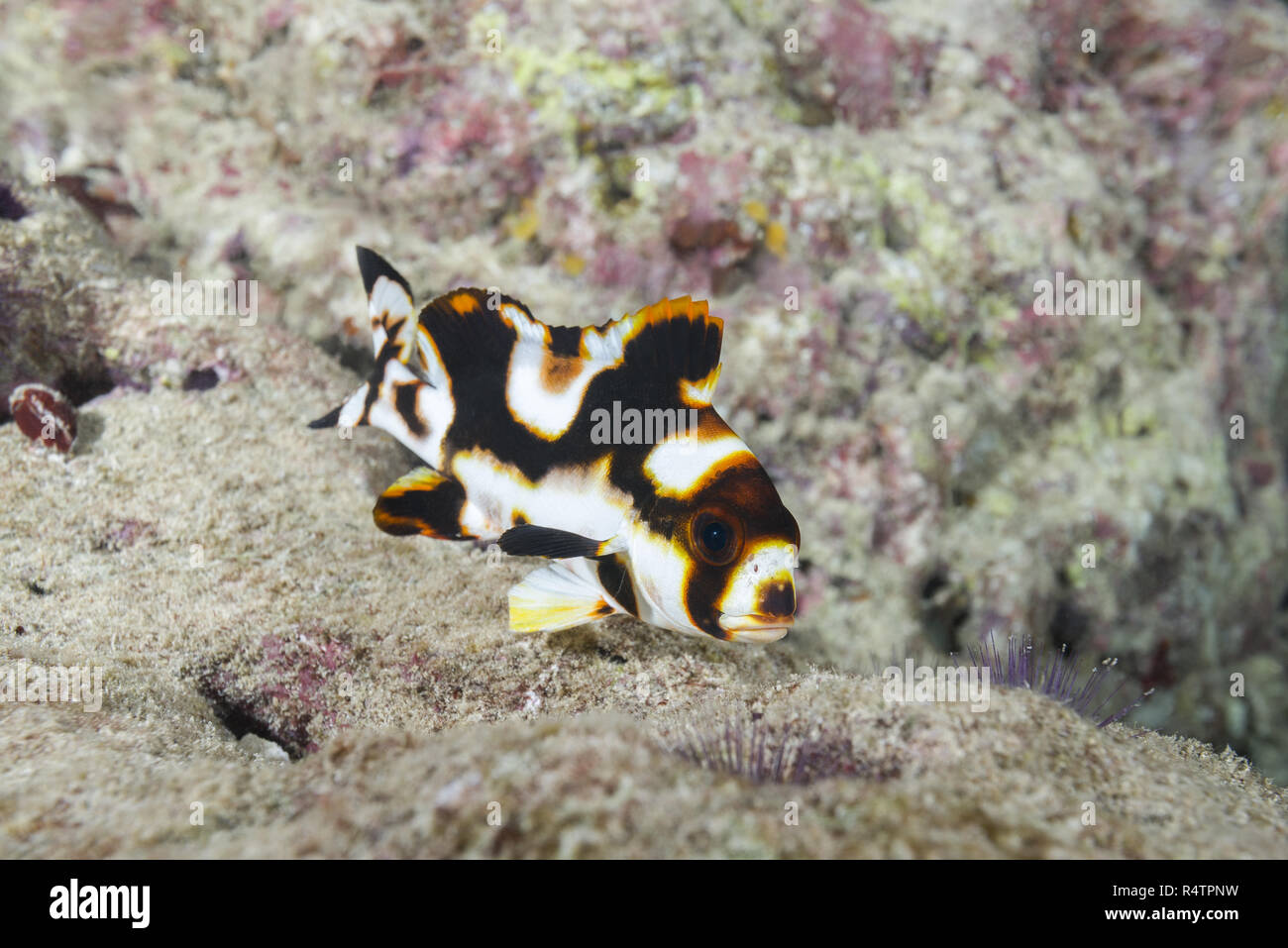 young-oriental-sweetlips-plectorhinchus-vittatus-on-ground-color